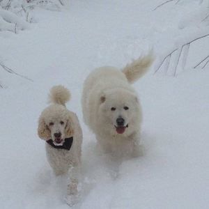 Meet your Posher, Muriel